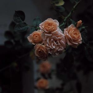 六十岁老太婆logo
